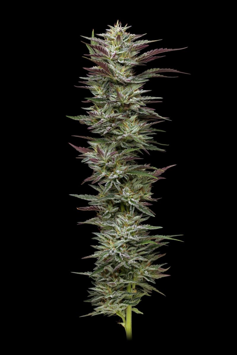 Humboldt Seed Notorious THC Feminised