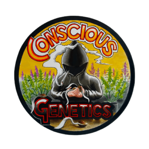 Consious Genetics : Conscious Genetics began its breeding journey almost seven years ago with its flagship strain, the Conscious Kush V1. The Conscious Kush V1 consists of some of their favourite cuts worldwide, a fusion of Sunset Sherbet x Orange Diesel X Blue Cookies x Guard Dawg. After creating this strain, they sought to differentiate themselves from other breeders by working on unique, deep purple-hued plants. It is a common belief that most purple strains seriously lack in the terps department & Conscious Genetics made it their mission to change that narrative. After some research, they found a breeder named Annunaki Genetics based in the USA & had focussed their workings on rare purple genetics.

Conscious Genetics went through a large volume of stock from Annunaki and began hunting for a unique purple strain to use as the basis for breeding to add unique colours to their strains. Finally, they settled on the Huckleberry Soda F2 & the Pink Lemonade V2, which both contained the deep purple colourations they were after. Next up, they hunted for a male out of the Huckleberry Soda F2, which they used to pollinate some of their favourite cuts and make them even more unique; they started with the Lady Sativa Genetics & DNA Genetics, as well as a few more strains. After another hunt was complete, they decided which phenos to use for their next cross. This cross was created through reversing their Conscious Kush V1 and hitting their keepers, including the purple Pink Lemonaid V2 pheno, and this led to the Conscious Kush V1 reversal line being created.

Conscious Genetics then hunted for keepers from these to use as backcrosses with their Conscious Kush V1 line creating bx1s and bx2s. They then took a cut of the Sour Apple Runtz, gifted by a very close friend, as they knew they'd have to breed with it as it was without a doubt one of the frostiest plants they'd ever seen and with test results at 30%. They ended up reversing this cut onto some of their favourite keeper cuts from the Conscious Kush V1 line, which resulted in the Sour Apple Runtz line, which is a brilliant line for extractors due to its high extraction yields.

Conscious Genetics then continued work on their feminized purple hybrids line with their goal to add more terps into their purple genetics and perfect certain traits within the strains. For their latest creations from the Pink Champagne Bx1 reversal line one of their testers located a rare pheno of a Pink Champagne Bx1 that they had hunted out. It had just what Conscious Genetics was looking for, a solid purple colur, heavy resin production on dense buds & a great vigorous structure. It was lacking a little in terps being almost a little bland but still infused with old-school, musky leather & gas that Conscious Genetics reversed and hit with their keepers. The resulting progeny are super terp-rich and frosty varities so its safe to say Conscious Genetics acheieved the goal of adding terps to the purps!

Conscious Genetics strongly believe the best strains they'll produce are yet to come, and with their next seed drop, they plan to pheno hunt a range of selected strains and put their seven years of work into a few final strains. These strains are sure to have everything from a strain that a grower could ask for, terps, purps, density, yield, structure, power and bag appeal.