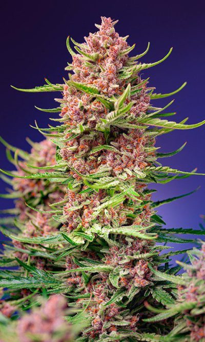 Sweet Seeds Strawberry Cola Sherbet F1 Fast Version