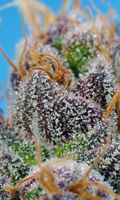 Sweet Seeds Strawberry Cola Sherbet F1 Fast Version